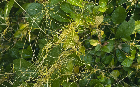 Thin yellow Cuscuta parasitic vines tangled across rain-covered green foliage, creating an intricate natural texture
