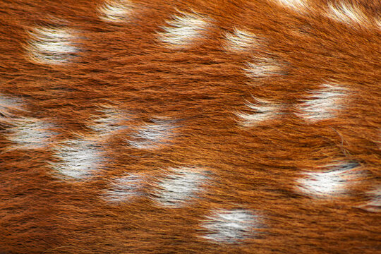 Deer fur texture. Fawn pelt closeup. Spotted hair macro. Animal print fashion. Brown coat pattern. White spots surface. Luxury pelt design. Faux fur background. Natural hide detail. Wild animalistic