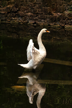 Mute swan on dark water. White bird swimming silhouette. Graceful waterfowl in pond. Orange beak closeup. Elegant neck curve. Low key lake photography. Serene river creature. Deep black background