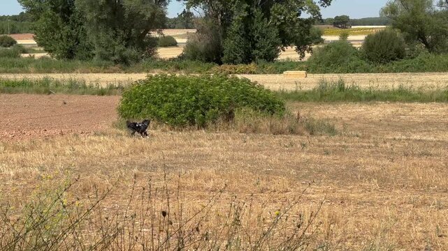 Energetic black dog joyfully running and jumping through a dry grassy meadow on a bright summer day. The happy canine enjoys freedom outdoors
