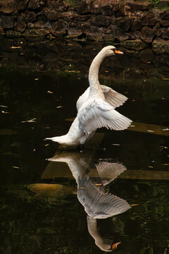 Mute swan on dark water. White bird swimming silhouette. Graceful waterfowl in pond. Orange beak closeup. Elegant neck curve. Low key lake photography. Serene river creature. Deep black background