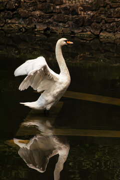 White swan swimming. Mute swan portrait. Graceful waterfowl drifting. Dark lake reflection. Orange bill detail. Elegant feather posture. Low key bird photography. Serene river wildlife. Black water