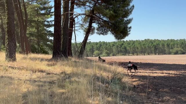 Two playful black dogs enjoying their freedom while running and having fun in a vast, dry field next to a pine forest on a sunny day