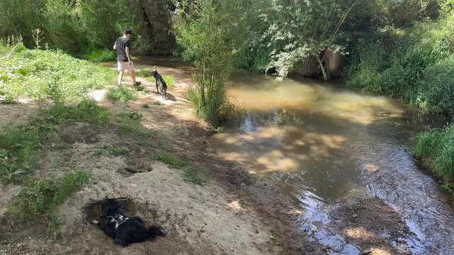Energetic dog leaping from a sandy riverbank into the murky water for a swim. A young boy watches while another dog lies in a hole