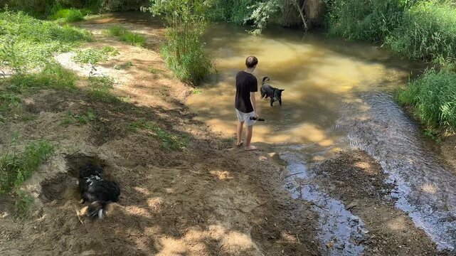 Happy teenage boy playing with his dogs in a shallow stream. One pet is digging in the mud while the other is fetching a stick in the water