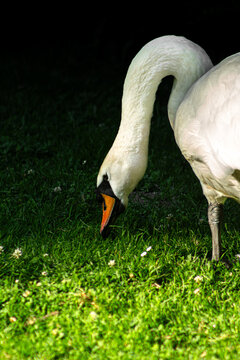 Mute swan on dark water. White bird swimming silhouette. Graceful waterfowl in pond. Orange beak closeup. Elegant neck curve. Low key lake photography. Serene river creature. Deep black background
