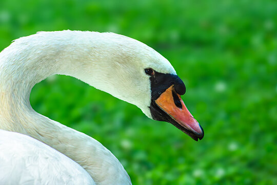 Mute swan on dark water. White bird swimming silhouette. Graceful waterfowl in pond. Orange beak closeup. Elegant neck curve. Low key lake photography. Serene river creature. Deep black background