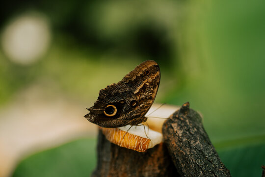 Owl butterfly feeding on a slice of fresh melon in a tropical forest during a bright sunny afternoon