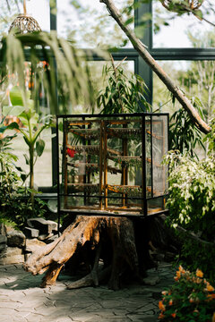 Butterfly chrysalis emergence cage sitting on a wooden tree stump inside a sunny greenhouse garden