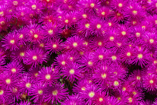 Vibrant magenta and purple ice plant flowers blooming densely in summer garden, carpet of colourful delosperma cooperi blossoms.