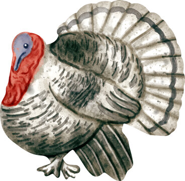 Royal Palm Turkey Watercolor Clip Art