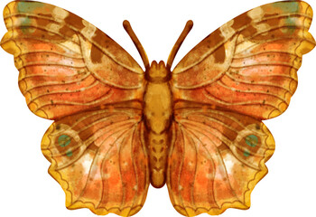 Naklejka premium Peacock Butterfly Watercolor Clip Art