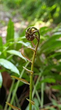 Young unfurling frond of Stenochlaena palustris fern growing outdoors surrounded by lush green foliage