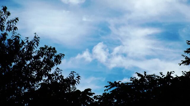 木々の間に広がる青空と雲