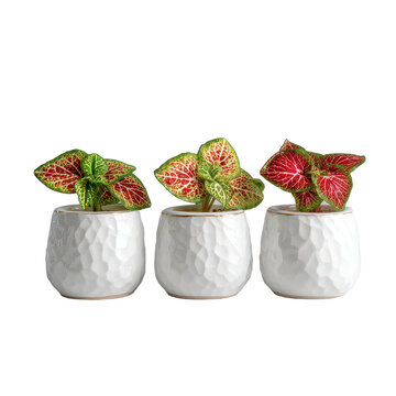 set of three tiny white ceramic pots featuring colorful plants cutout isolated cutout cutout isolated illustration on transparent background