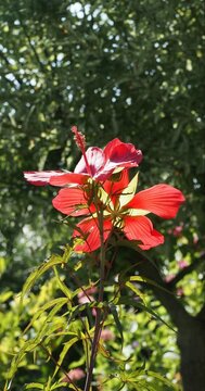 Fleurs de katmie &eacute;carlate ou &eacute;toile du Texas - Hibiscus coccineus - &agrave; p&eacute;tales rouge &eacute;carlate satin&eacute; en cime sur tiges dress&eacute;es au feuillage finement palm&eacute; et dent&eacute; vert moyen et jaun&acirc;tre 