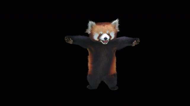 Cute 3D animated red panda dancing rumba with alpha channel. Cartoon animal character isolated for compositing, motion graphics, video editing, and digital content creation.