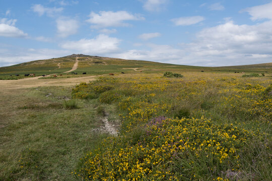 Summer flora and wildlife on Dartmoor