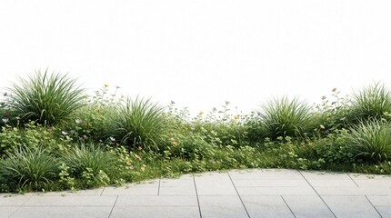 Fototapeta premium Green grass bushes small flowers grow along paved path with white background. Rich plants form natural border against clean backdrop, spring meadow.