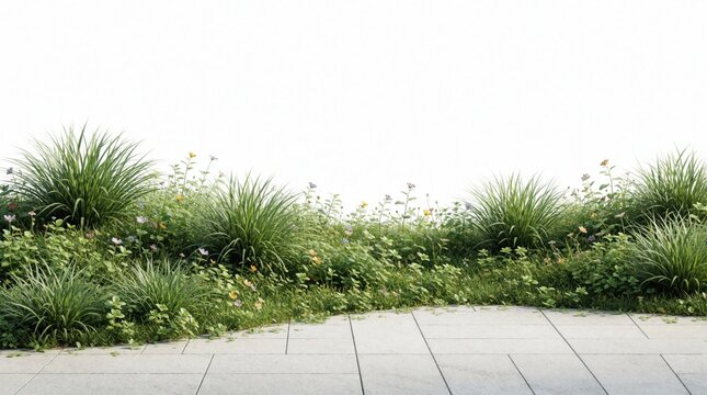 Green grass bushes small flowers grow along paved path with white background. Rich plants form natural border against clean backdrop, spring meadow.
