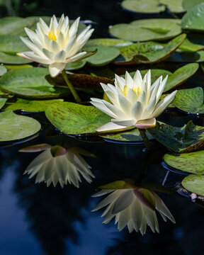 Two Cream hardy Water Lilies are blooming on a Pond with Reflection in the water