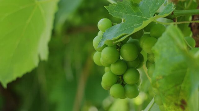 Fresh green grapes hanging on a vine in a sunny vineyard during harvest season