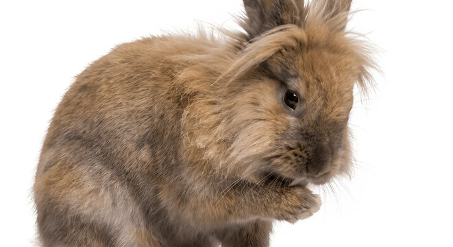Adorable angora rabbit grooming itself isolated on transparent background
