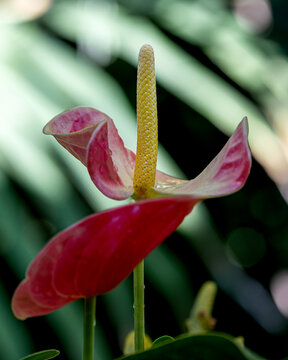 Pink Anthurium Flower with Upright Spadix is blooming against soft green background