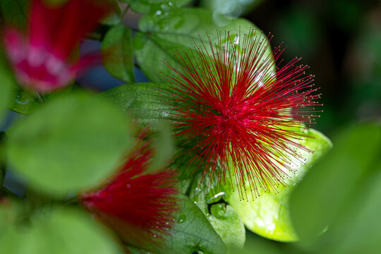 A group of Red Powderpuff Flower are blooming in garden