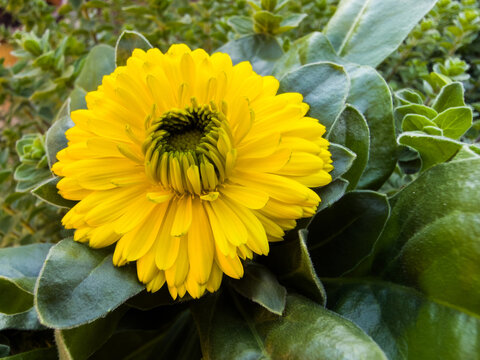 Vibrant yellow calendula flower opening amid dense green foliage in an outdoor garden