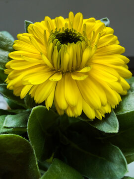 Vibrant yellow calendula flower in detailed macro view above dense velvety green foliage