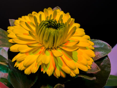 Vibrant yellow pot marigold flower in detailed macro view against black background