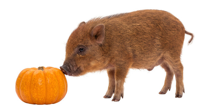 Cute piglet sniffing a small pumpkin isolated on transparent background