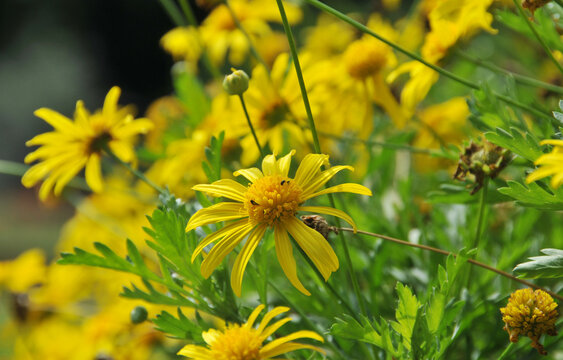 Echte Arnika (Arnica montana)