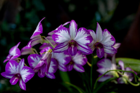 Purple and White Dendrobium Orchids are blooming on a dark background