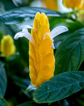 Yellow Shrimp Plant is in Bloom on the background of green foliage