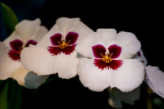 White Pansy Orchids with Crimson Centers are blooming against a dark background 