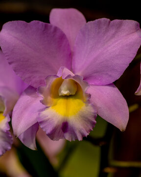 close-up of Lavender Cattleya Orchid blooming against a black background