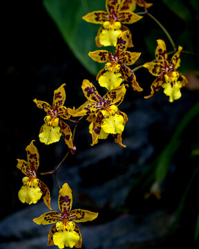 Yellow Spotted Oncidium Orchids are blooming against a dark background