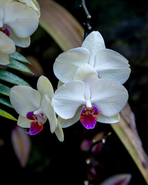 White Moth Orchids with Purple Lips is blooming against foliage background