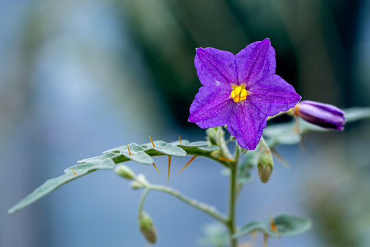 Purple Nightshade is blooming with Thorns