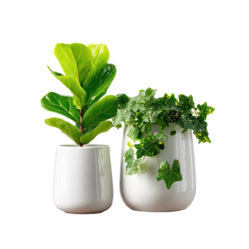 two white gloss tubs with fiddle leaf fig and ivy plants cutout isolated illustration cutout isolated illustration on transparent background