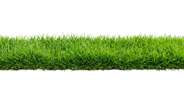 Fresh green grass strip isolated on transparent background