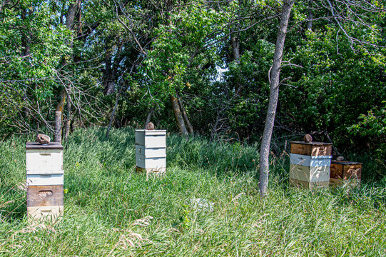 bee hives by trees