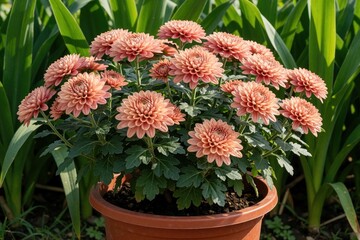 Naklejka premium Pink chrysanthemum multiflora plant blooms in brown pot. Many flowers with detailed petals grow outdoors in natural light. Green leaves surround colourful blossoms.