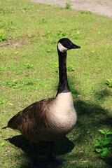 Canada goose standing on green grass in summer © fluffypw88