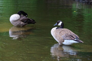 Canada geese relaxing and preening in shallow river with reflection © fluffypw88