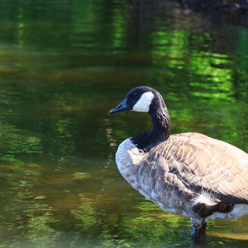 Canada goose relaxing in shallow river with reflection