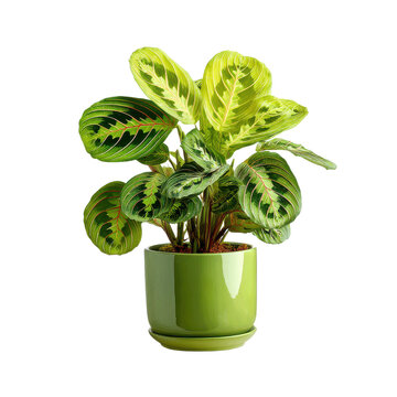 decorative prayer plant maranta with patterned leaves, a cutout isolated illustration cutout isolated illustration on transparent background