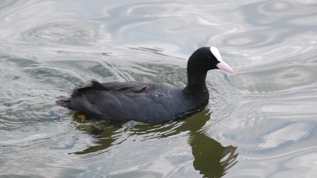 An adult black coot swims on calm fresh water, bobbing on the waves; water droplets are visible on its dark plumage